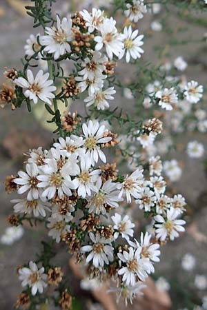 Symphyotrichum ericoides / White Heath Aster, D Weinheim an der Bergstraße 20.10.2017