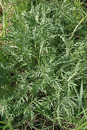 Senecio erucifolius \ Raukenblttriges Greiskraut / Hoary Ragwort, D Biebesheim 12.5.2018