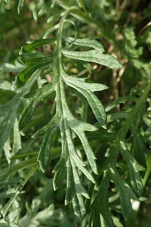 Senecio erucifolius / Hoary Ragwort, D Biebesheim 12.5.2018