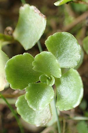 Sedum hybridum \ Sibirische Asienfetthenne, D Übach-Palenberg 13.6.2018