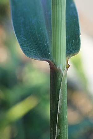 Setaria verticillata \ Kletten-Borstenhirse, Quirlige Borstenhirse, D Weinheim an der Bergstraße 30.9.2018