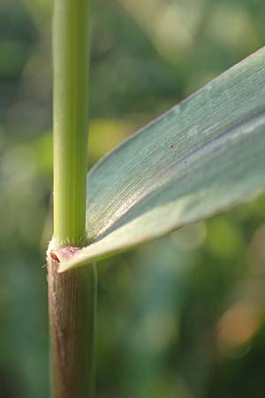 Setaria verticillata \ Kletten-Borstenhirse, Quirlige Borstenhirse, D Weinheim an der Bergstraße 30.9.2018