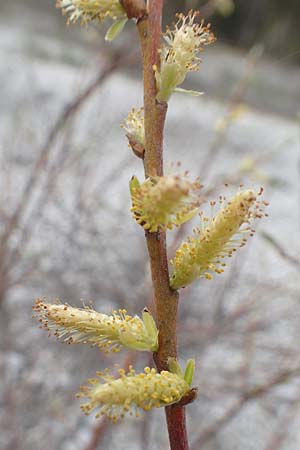 Salix elaeagnos \ Lavendel-Weide / Olive Willow, D Mittenwald 2.5.2019