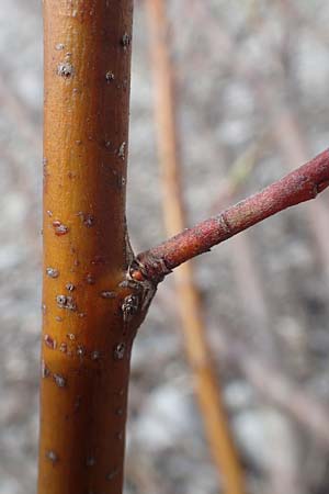 Salix elaeagnos \ Lavendel-Weide / Olive Willow, D Mittenwald 2.5.2019