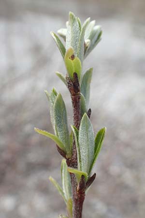 Salix elaeagnos \ Lavendel-Weide / Olive Willow, D Mittenwald 2.5.2019