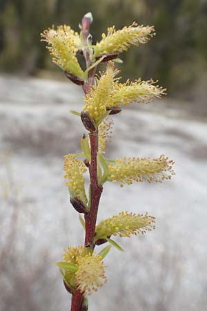 Salix elaeagnos ? \ Lavendel-Weide / Olive Willow, D Mittenwald 2.5.2019