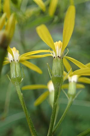 Senecio ovatus \ Fuchssches Greiskraut, Fuchs-Kreuzkraut, D Hunsrück, Langweiler 18.7.2020