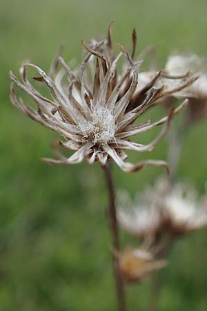 Serratula tinctoria \ Frber-Scharte, D Neuleiningen 28.5.2021