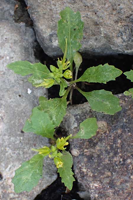 Sisymbrium erysimoides, Schöterich-Rauke