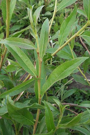 Salix fragilis \ Bruch-Weide / Crack Willow, D Mannheim 24.4.2007