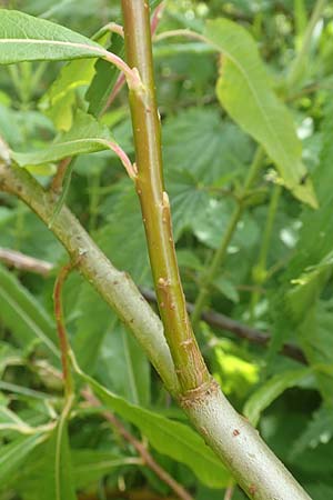 Salix udensis \ Japanische Drachen-Weide, Amur-Weide / Japanese Fantail Willow, D Kleinwallstadt am Main 25.6.2016