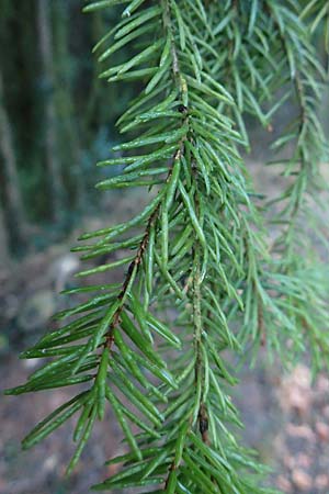 Picea omorika \ Serbische Fichte, Omorika-Fichte / Serbian Spruce, D Weinheim an der Bergstraße 26.12.2016