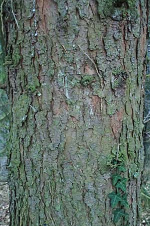 Picea omorika / Serbian Spruce, D Weinheim an der Bergstraße 26.12.2016