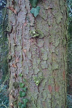 Picea omorika / Serbian Spruce, D Weinheim an der Bergstraße 26.12.2016