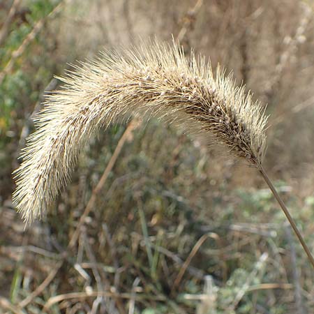 Setaria faberi \ Fabers Borstenhirse / Japanese Bristle Grass, Giant Foxtail, D Mannheim 16.9.2018