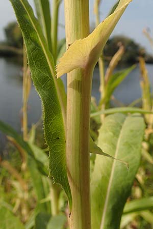 Sonchus palustris \ Sumpf-Gnsedistel / Marsh Sow-Thistle, D Brandenburg, Havelaue-Parey 23.9.2020
