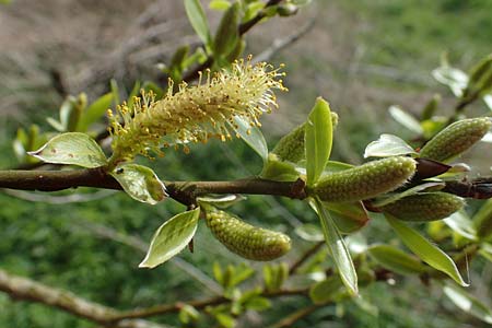 Salix fragilis \ Bruch-Weide / Crack Willow, D Hainstadt 8.4.2023