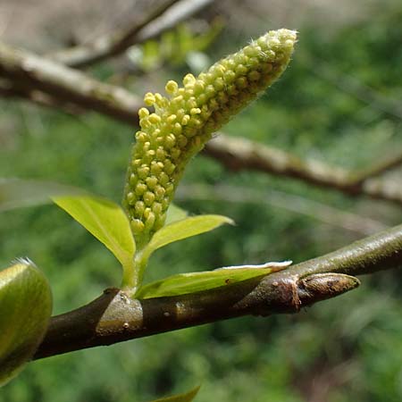 Salix fragilis \ Bruch-Weide / Crack Willow, D Hainstadt 8.4.2023