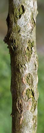 Salix fragilis \ Bruch-Weide / Crack Willow, D Hainstadt 8.4.2023