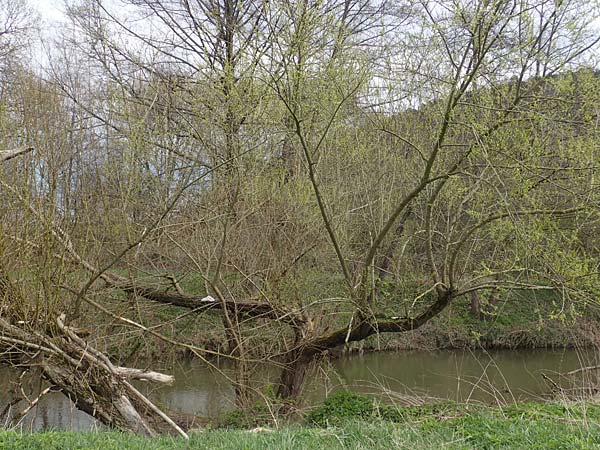 Salix fragilis \ Bruch-Weide / Crack Willow, D Hainstadt 8.4.2023