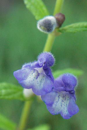 Scutellaria galericulata \ Sumpf-Helmkraut, Kappen-Helmkraut / Skullcap, D Hemsbach 9.7.2007