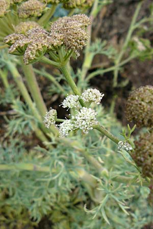 Seseli gummiferum \ Grauer Bergfenchel, D Botan. Gar.  Universit.  Mainz 13.9.2008