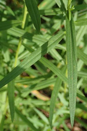 Solidago graminifolia \ Grasblättrige Goldrute / Grass-Leaved Goldenrod, D Mindelsee 6.9.2016