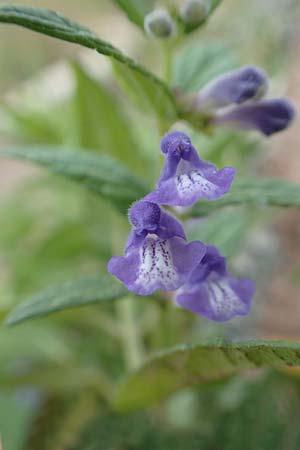 Scutellaria galericulata \ Sumpf-Helmkraut, Kappen-Helmkraut / Skullcap, D Laudenbach am Main 17.9.2016