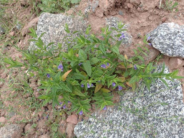 Scutellaria galericulata \ Sumpf-Helmkraut, Kappen-Helmkraut / Skullcap, D Laudenbach am Main 17.9.2016
