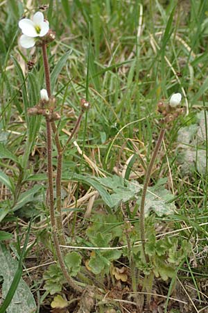 Saxifraga granulata \ Knllchen-Steinbrech / Meadow Saxifrage, D Kleinwallstadt am Main 8.4.2017