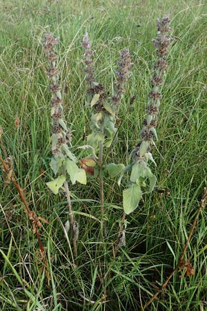 Stachys germanica \ Deutscher Ziest, D Buchen 19.8.2017