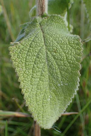 Stachys germanica \ Deutscher Ziest, D Buchen 19.8.2017