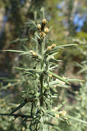 Ulex europaeus / Gorse, D Odenwald, Erbach 16.10.2018