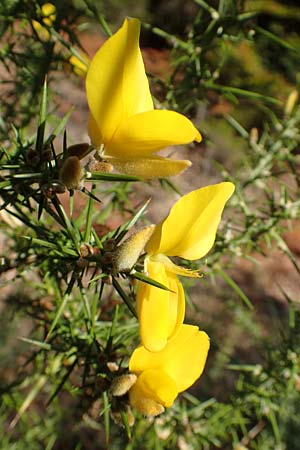 Ulex europaeus \ Europischer Stechginster / Gorse, D Odenwald, Erbach 16.10.2018