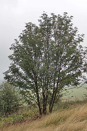 Sorbus aucuparia subsp. glabrata \ Kahle Vogelbeere, Kahle Eberesche / Bald Rowan, D Bad Hersfeld 29.7.2019