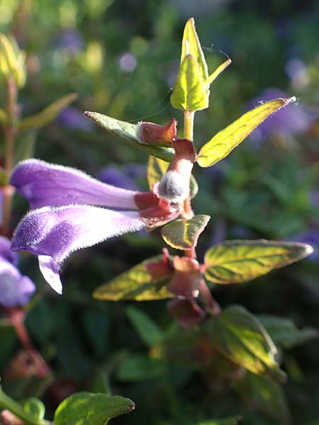 Scutellaria galericulata \ Sumpf-Helmkraut, Kappen-Helmkraut / Skullcap, D Brandenburg, Havelaue-Gülpe 17.9.2020