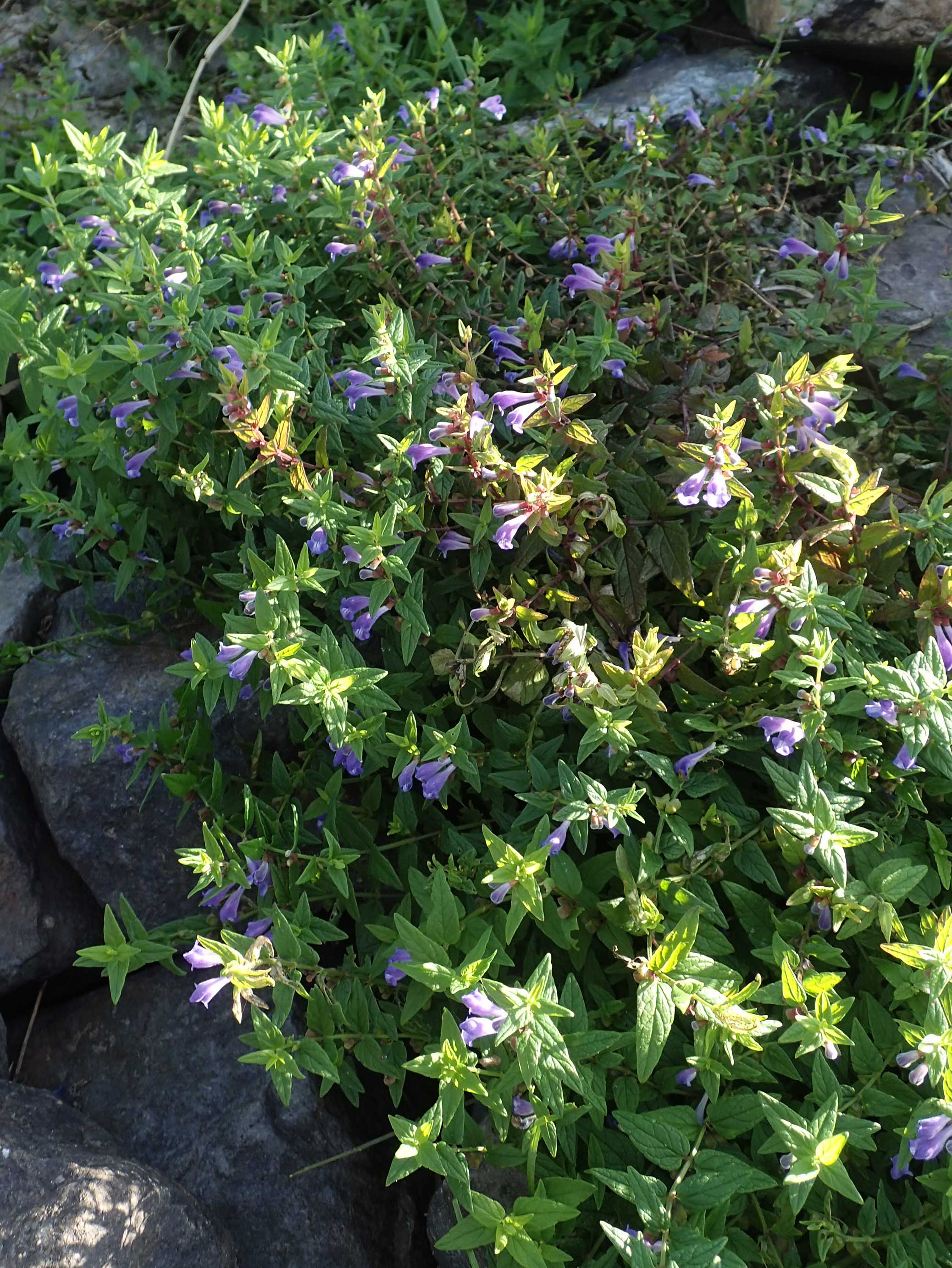 Scutellaria galericulata \ Sumpf-Helmkraut, Kappen-Helmkraut / Skullcap, D Brandenburg, Havelaue-Gülpe 17.9.2020