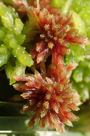 Sphagnum palustre \ Sumpf-Torfmoos / Prairie Sphagnum, D Olfen 19.8.2017