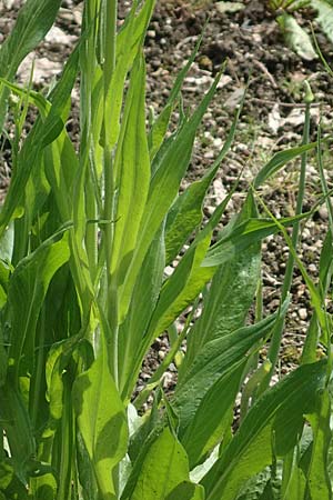 Scorzonera hispanica \ Garten-Schwarzwurzel, Spanische Schwarzwurzel, D Botan. Gar.  Universit.  Bochum 22.5.2018