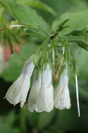 Symphytum x hidcotense \ Hidcote-Beinwell / Hidcote Comfrey, D Teverener Heide 23.5.2018