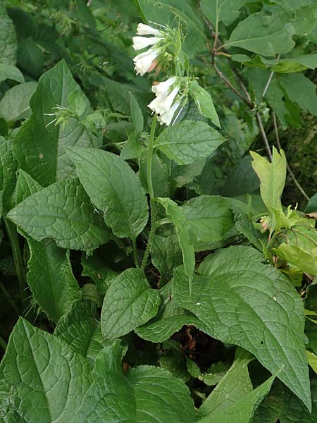 Symphytum x hidcotense \ Hidcote-Beinwell / Hidcote Comfrey, D Teverener Heide 23.5.2018