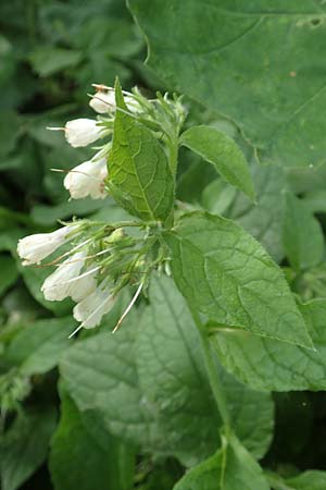 Symphytum x hidcotense \ Hidcote-Beinwell / Hidcote Comfrey, D Teverener Heide 23.5.2018