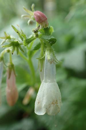 Symphytum x hidcotense / Hidcote Comfrey, D Teverener Heide 23.5.2018