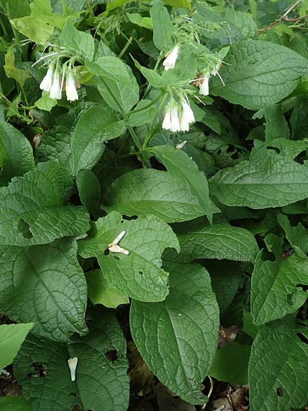 Symphytum x hidcotense \ Hidcote-Beinwell / Hidcote Comfrey, D Teverener Heide 23.5.2018