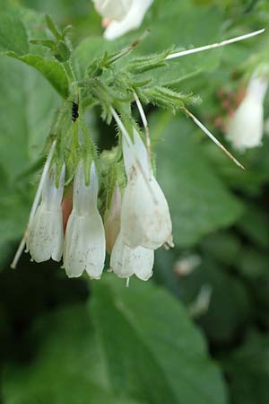 Symphytum x hidcotense \ Hidcote-Beinwell / Hidcote Comfrey, D Teverener Heide 23.5.2018