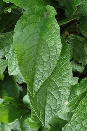 Symphytum x hidcotense / Hidcote Comfrey, D Teverener Heide 23.5.2018