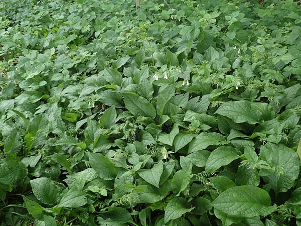 Symphytum x hidcotense / Hidcote Comfrey, D Teverener Heide 23.5.2018