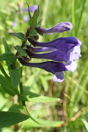 Scutellaria hastifolia \ Spieblttriges Helmkraut / Norfolk Skullcap, D Groß-Gerau 28.5.2018