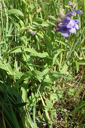 Scutellaria hastifolia \ Spieblttriges Helmkraut / Norfolk Skullcap, D Groß-Gerau 28.5.2018