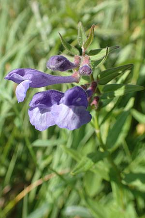 Scutellaria hastifolia \ Spieblttriges Helmkraut / Norfolk Skullcap, D Groß-Gerau 28.5.2018